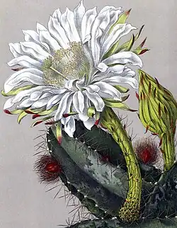 Cereus pterogonus