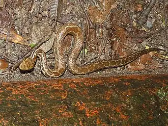 Costaricanische Berglanzenotter (Cerrophidion sasai)