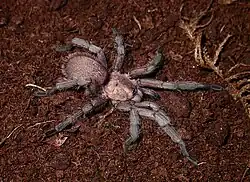 Lateralansicht eines Weibchens