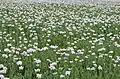 Wiese mit weißem Mohn