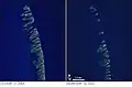 Die Nordspitze der Chandeleur Islands vor und nach dem Hurrikan Katrina