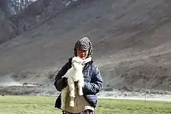 Ein Mädchen vom Nomadenstamm der Changpa auf dem Weg zum Pangong Tso in Ladakh