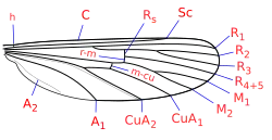 Flügeladerung mit gespaltener Media