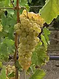 Chasselas B