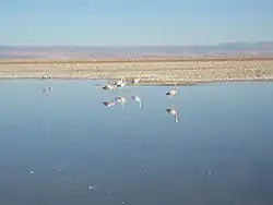 Die Laguna Chaxa beherbergt eine Flamingo­kolonie.
