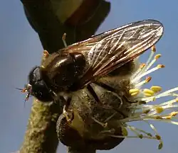 Männliche Weiden-Erzschwebfliege (Cheilosia albipila, beachten Sie den geringeren Augenabstand infolge der bei Männchen vergrößerten Facettenaugen)