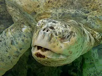 Suppenschildkröte (Chelonia mydas)
