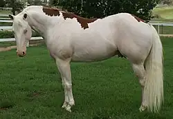 Chestnut Splashed White Overo