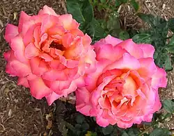 'Chicago Peace', 1962 (Stanley C. Johnston)