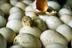 Geschlüpftes Küken