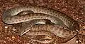 Gefleckter Python (Antaresia childreni)