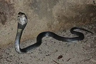 Chinesische Kobra (Naja atra)