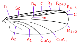 Flügeladerung ohne gespaltene Media