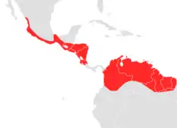 Verbreitungsgebiet von Choeroniscus godmani