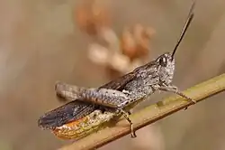 Stridulierendes Männchen