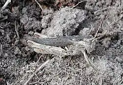 Ein Männchen in grauer Farbvariante