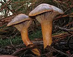 Chroogomphus rutilus, Strukturformel von Bovichinon-3