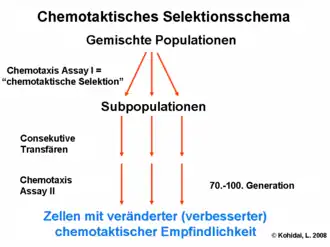Chemotaktisches Selektionsschema