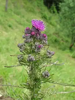 Sumpf-Kratzdistel (Cirsium palustre)