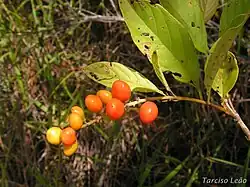 Citharexylum myrianthum