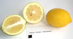 Früchte der Sorte 'Bianchetto' (das schwarze Quadrat hat eine Kantenlänge von 1 cm)