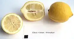 Früchte der Sorte 'Primofiori' (das schwarze Quadrat hat eine Kantenlänge von 1 cm)