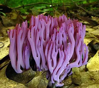 2025 Amethystfarbene Wiesenkoralle