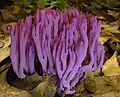 Amethystfarbene Wiesenkoralle Clavaria zollingeri