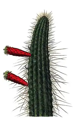 Cleistocactus smaragdiflorus