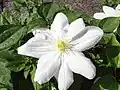 Clematis-Hybride „Madame Van Houtte“, benannt zu Ehren der Ehefrau des Gärtnereibesitzers Louis van Houtte