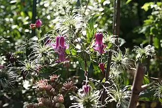 Clematis im Pfarrgarten Saxdorf (2011)