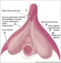 Klitoris mit 1) Eichel, Glans clitoridis in der Vorhaut 2) Schwellkörper, Corpus cavernosum clitoridis 3) Kitzlerschenkel, Crus clitoridis 4) Harnröhrenmündung 5) Vorhofschwellkörper, Bulbi vestibuli, entsprechen dem Corpus spongiosum penis oder Corpus cavernosum urethrae 6) Scheidenöffnung, Vestibulum vaginae