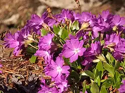 …gefolgt von Primula clusiana