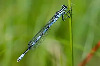 2013 Speer-Azurjungfer