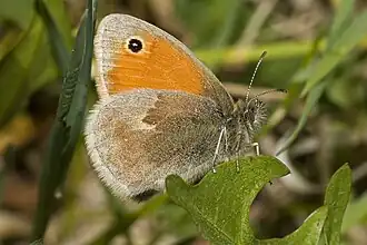Kleines Wiesenvögelchen