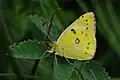Goldene Acht (Colias hyale)