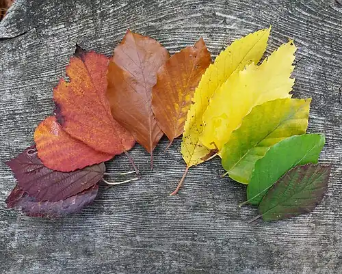 Blattfärbung im Herbst