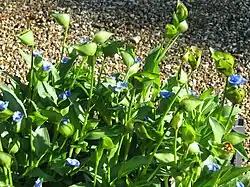Commelina tuberosa (die länglichen Wurzeln werden verwendet; nicht im Bild)