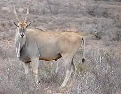 T. o. oryx im Karoo-Nationalpark in Südafrika