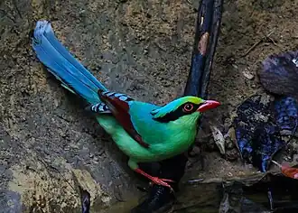 Jagdelster (Cissa chinensis)