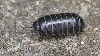 Armadillidium vulgare