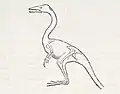 Rekonstruktion des Compsognathus von Thomas Henry Huxley und Othniel Charles Marsh. Aus: Restoration of some European dinosaurs, with suggestions as to their place among the Reptilia In: American Journal of Science, Reihe 3, Band 50, 1895
