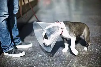 Hund mit Schutzkragen