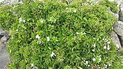 Convolvulus lopez-socasii