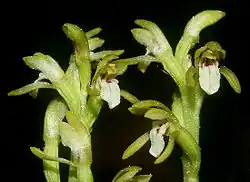 Corallorhiza trifida Blüten