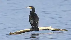 Kormoran