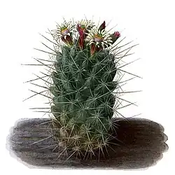 Coryphantha clavata subsp. clavata
