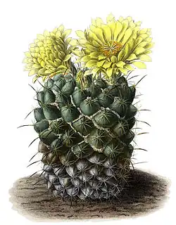 Coryphantha cornifera
