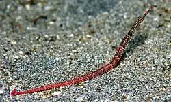 Schultz Seenadel, Corythoichthys schultzi