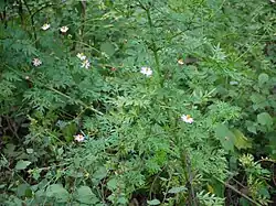 Cosmos caudatus (mögl. auch Cosmos sulphureus) (junge Blätter und Blütenknospen)